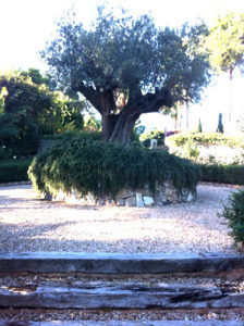 Gartendesign auf Mallorca