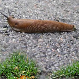 Nacktschnecken loswerden